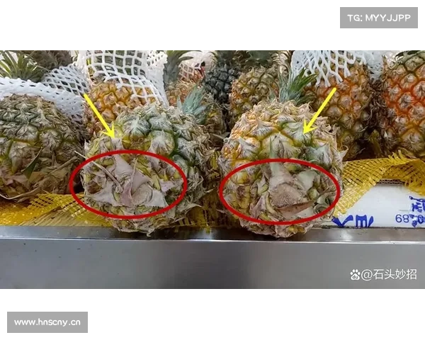 从实验田到餐桌:“中国红”红皮菠萝上市在即 从实验田到餐桌:“中国红”红皮菠萝上市在即
